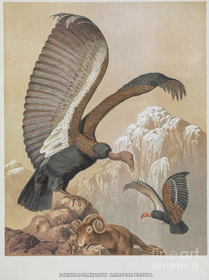 California condor Gymnogyps californianus x2 Drawing by Historic illustrations
