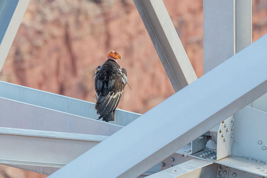 California Condor #H9 On Navajo Bridge Photograph by Morris Finkelstein