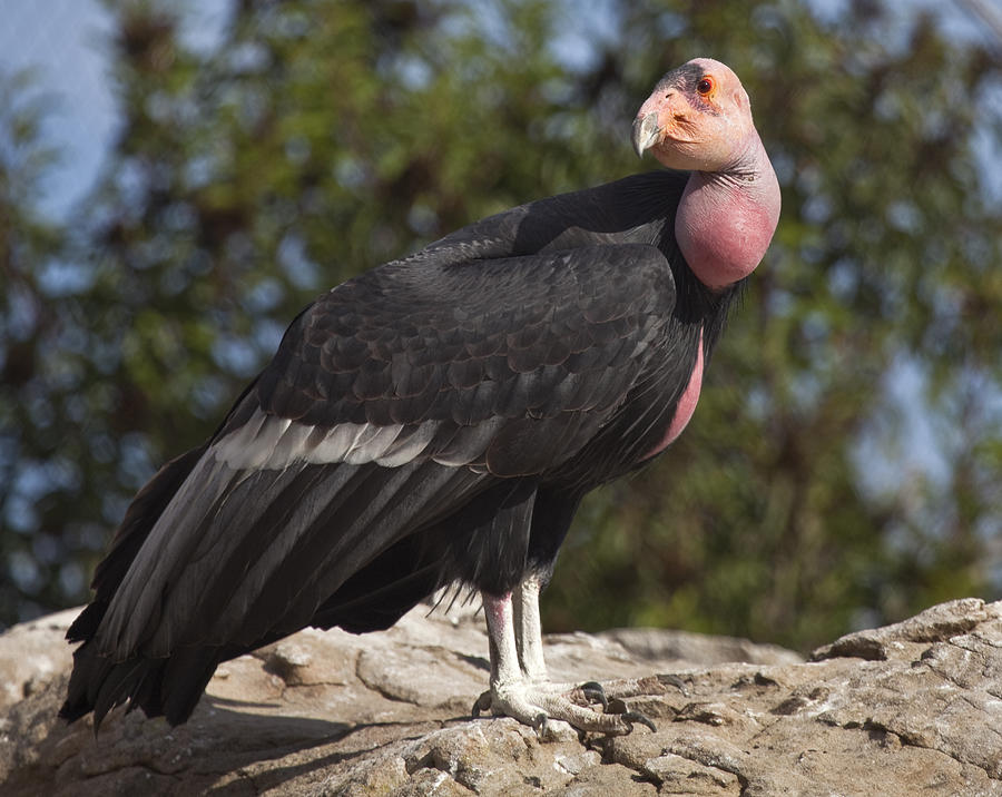 California Condor Photograph by Steve Johnson