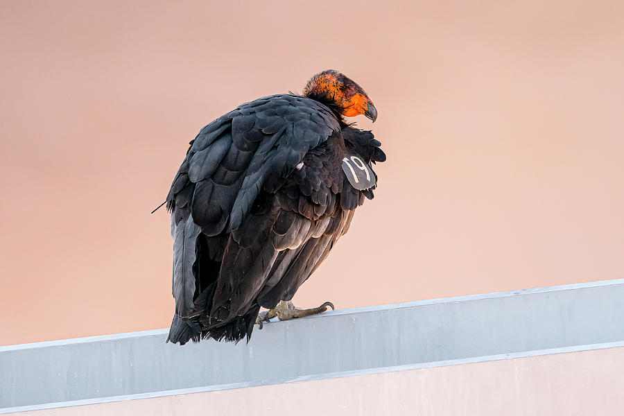 California Condor #T9 On Navajo Bridge Photograph by Morris Finkelstein