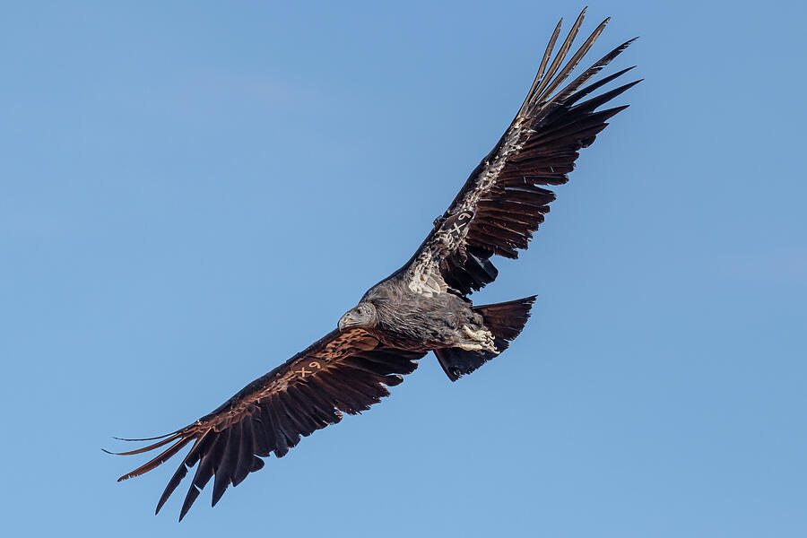 California Condor #X9 Flight #1 Photograph by Morris Finkelstein