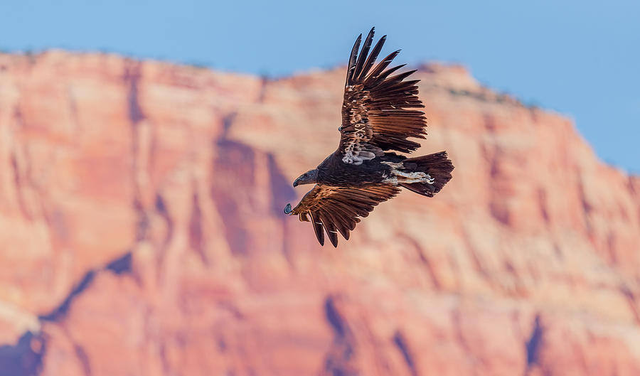 Condor Photograph - California Condor #X9 Flight #2 by Morris Finkelstein