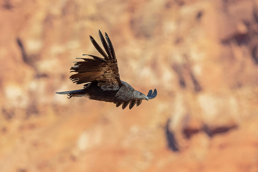 California Condor #X9 Flight #3 Photograph by Morris Finkelstein