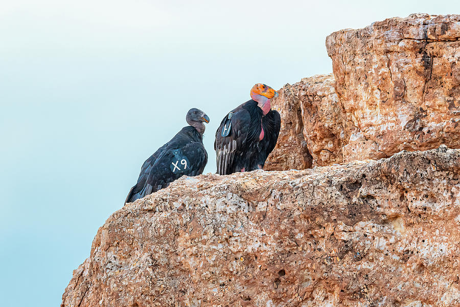 California Condors #X9 And #H9 On Cliff #2 Photograph by Morris Finkelstein