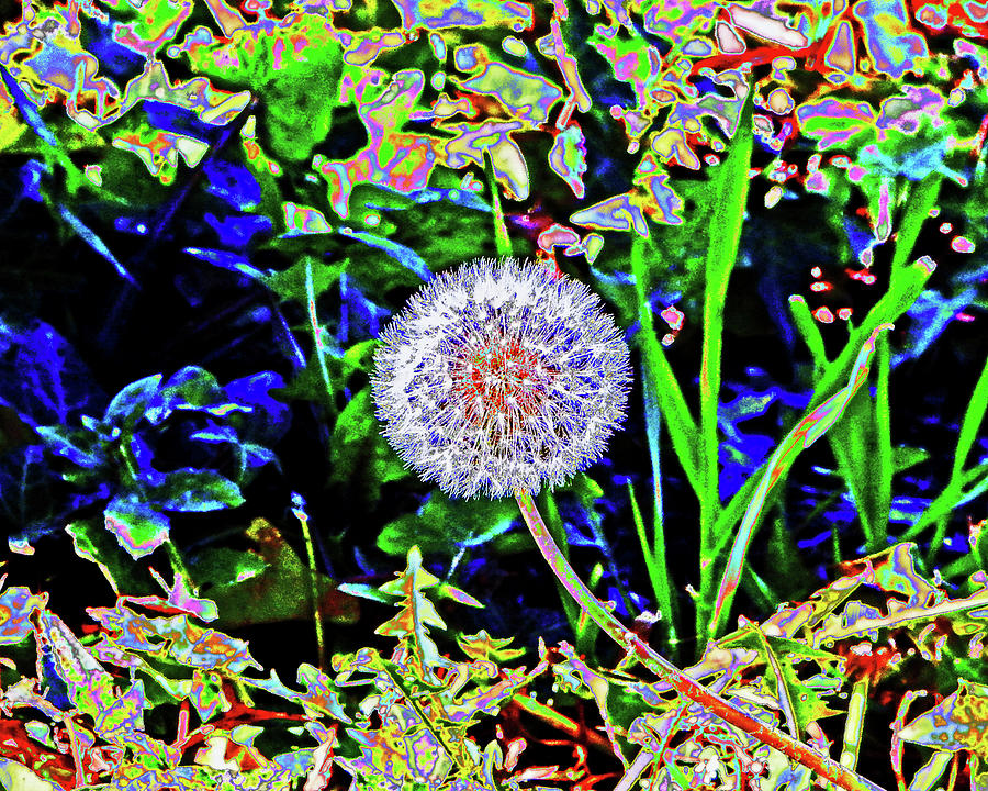 Flower Photograph - California Dandelion by Andrew Lawrence