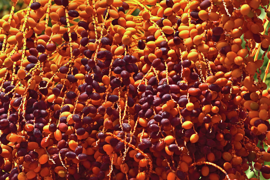 California Dates - Fruits Photograph by Amazing Action Photo Video
