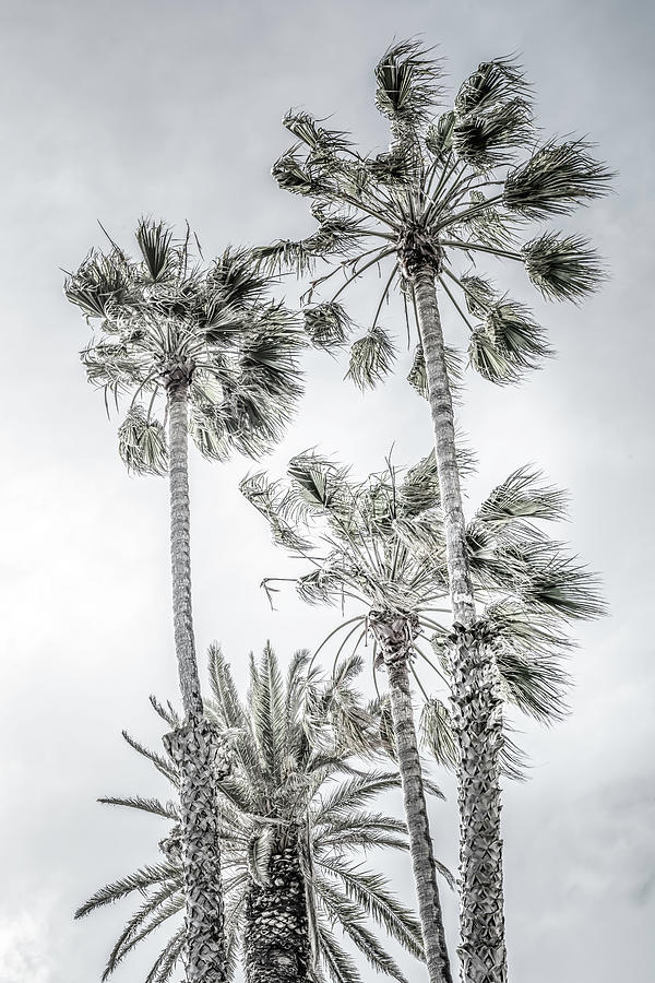 California Dreaming Palm Trees-Black And White Photograph by Gene Parks