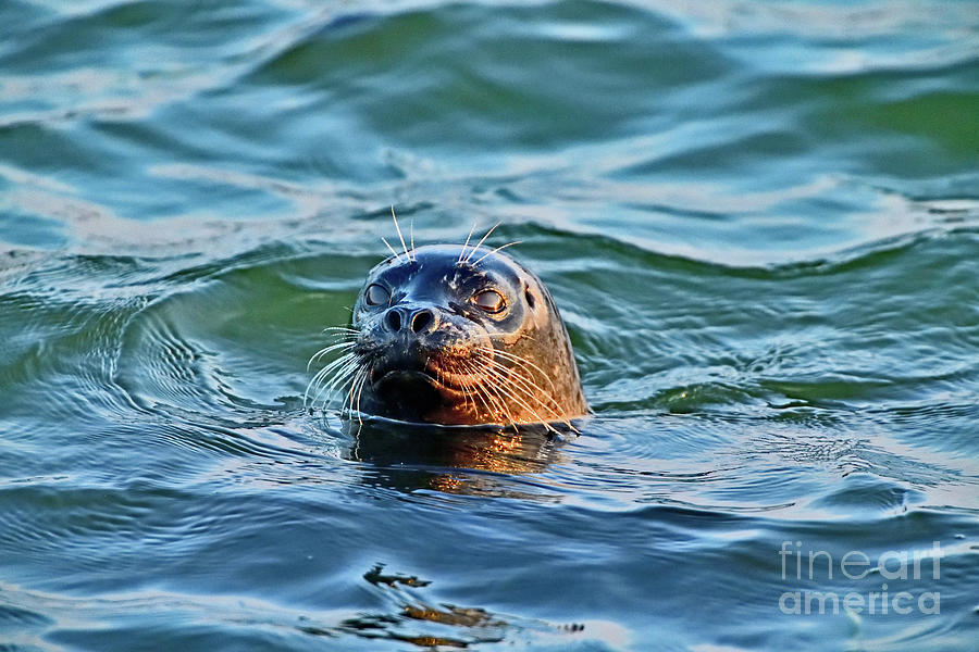 Pacific Harbor Seal Photograph by Amazing Action Photo Video