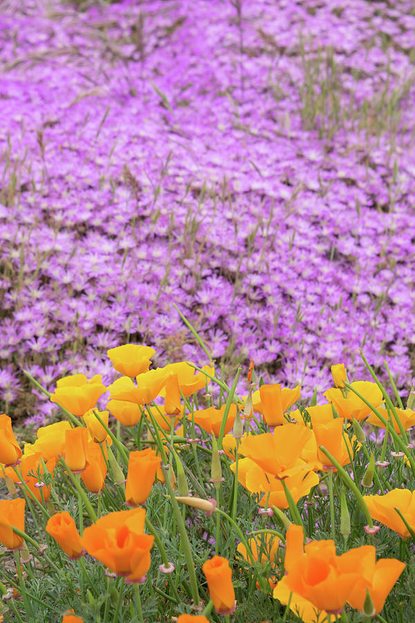 California Flowers Photograph by Rachel Sample - Pixels