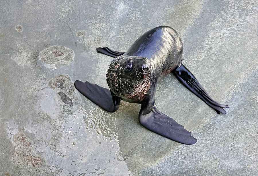 California Fur Seal Photograph by Buddy Mays