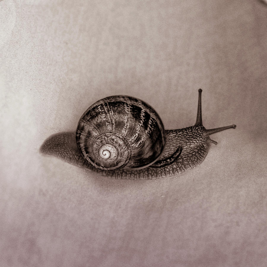 California Garden Snail in monochrome Photograph by Alessandra RC