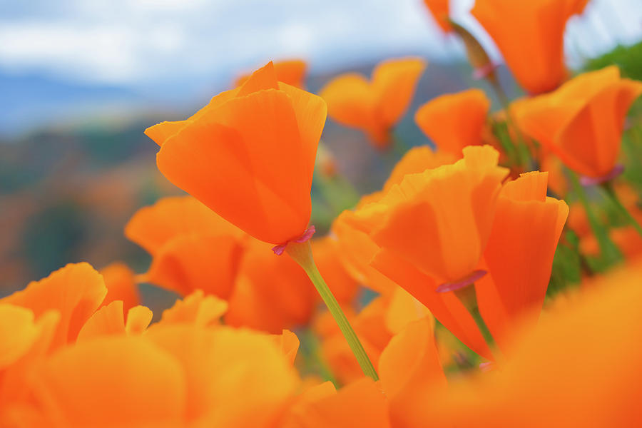 California Golden Poppy Flowers Photograph by Kyle Hanson