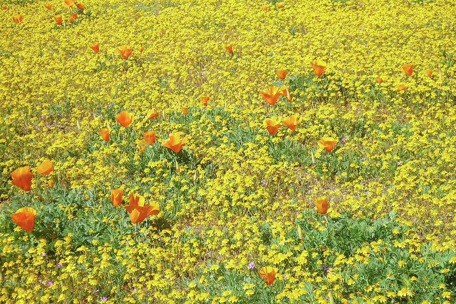 California Goldfields and Poppies in Mojave Desert No.2 Photograph by Ram Vasudev