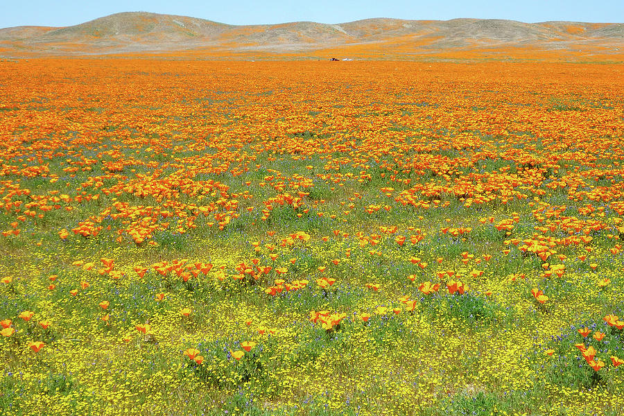 California Goldfields and Poppies in Mojave Desert Photograph by Ram Vasudev