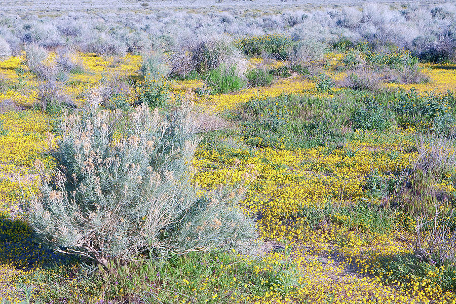 California Goldfields and Sagebrush in Mojave Desert Photograph by Ram Vasudev