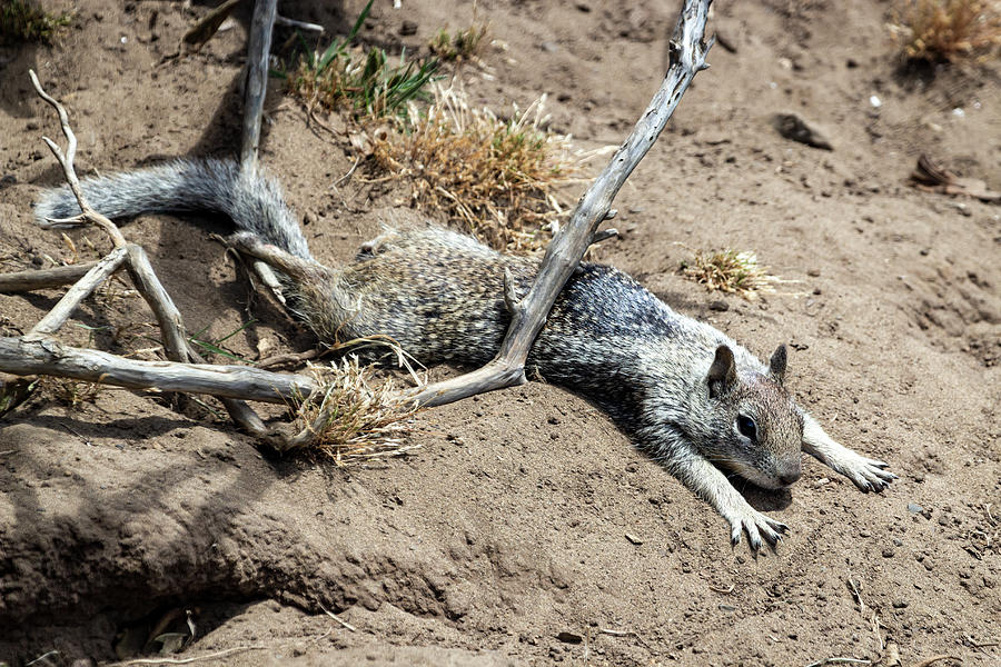 California Ground Squirrel by Michael Chatt California Ground Squirrel by Michael Chatt