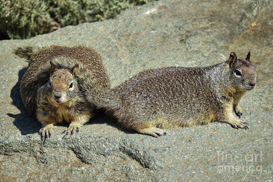 California Ground Squirrels 3469-19 Photograph by Linda Dron