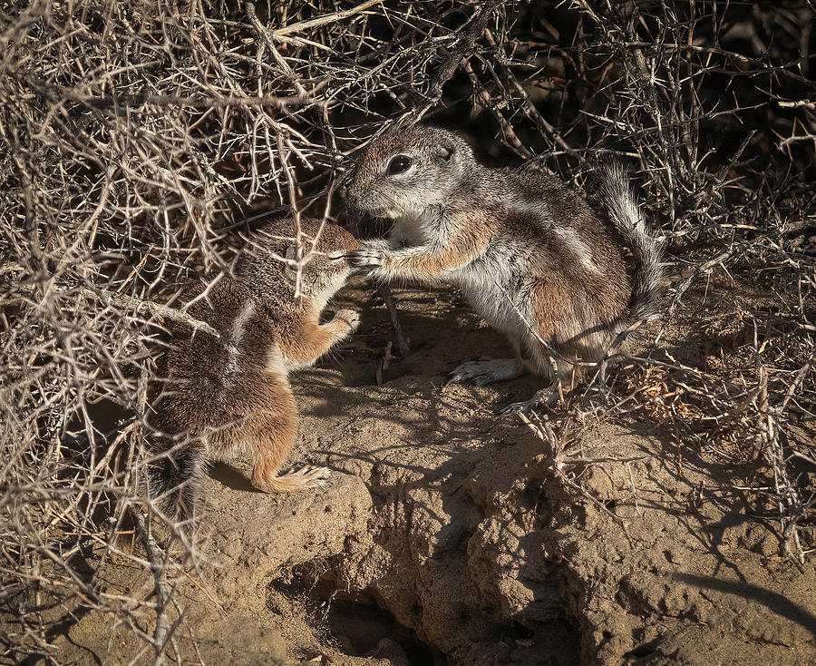 California Ground Squirrels Photograph by Rick Mosher