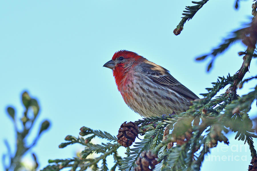 California House Finch Photograph by Amazing Action Photo Video