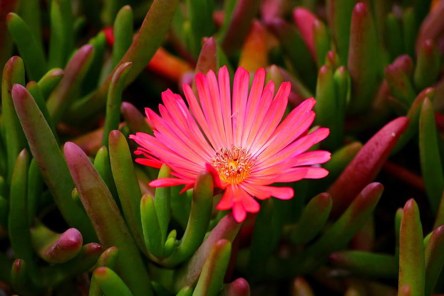 California Ice Plant Photograph by LaDonna McCray - Fine Art America