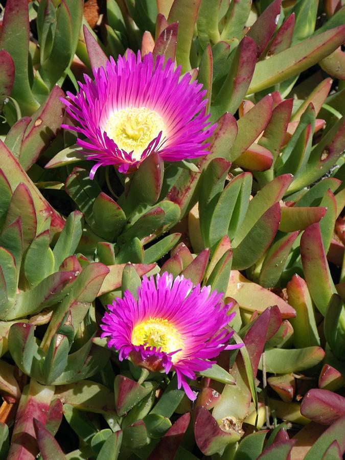 California Ice Plant Photograph by Sara Raber - Fine Art America