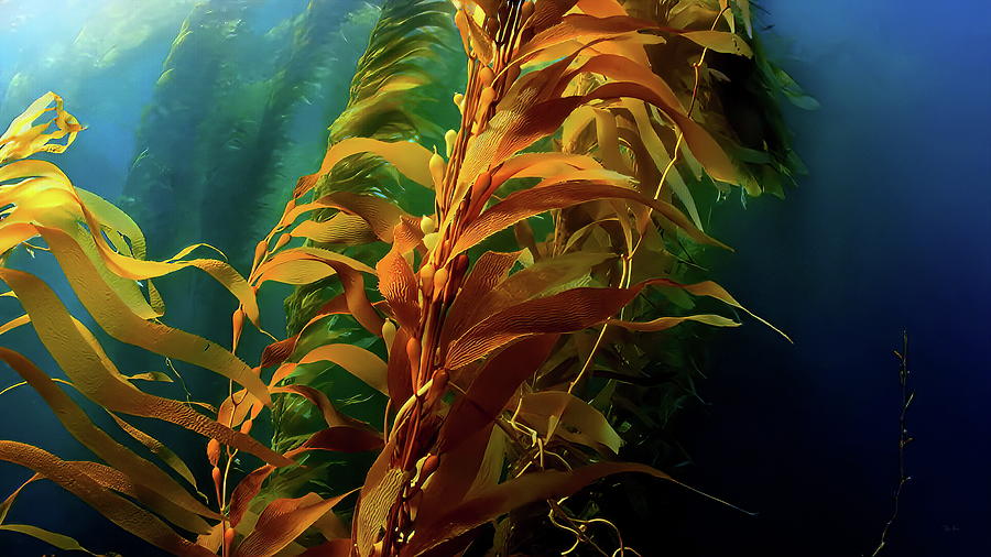 California Kelp Forests Photograph by Russ Harris