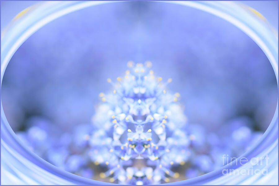 California Lilac Abstract Photograph by Yvonne Johnstone