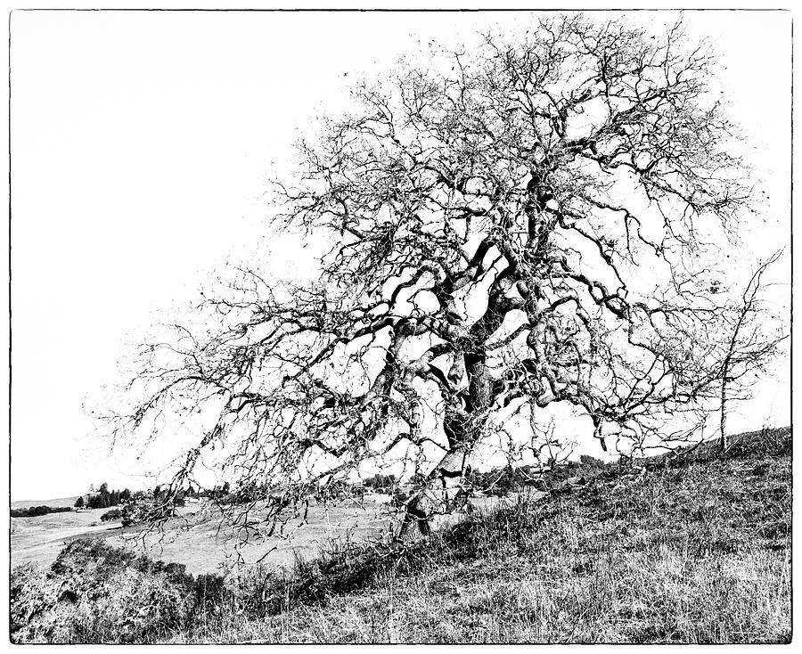 California Live Oak BW Photograph by Ginger Stein
