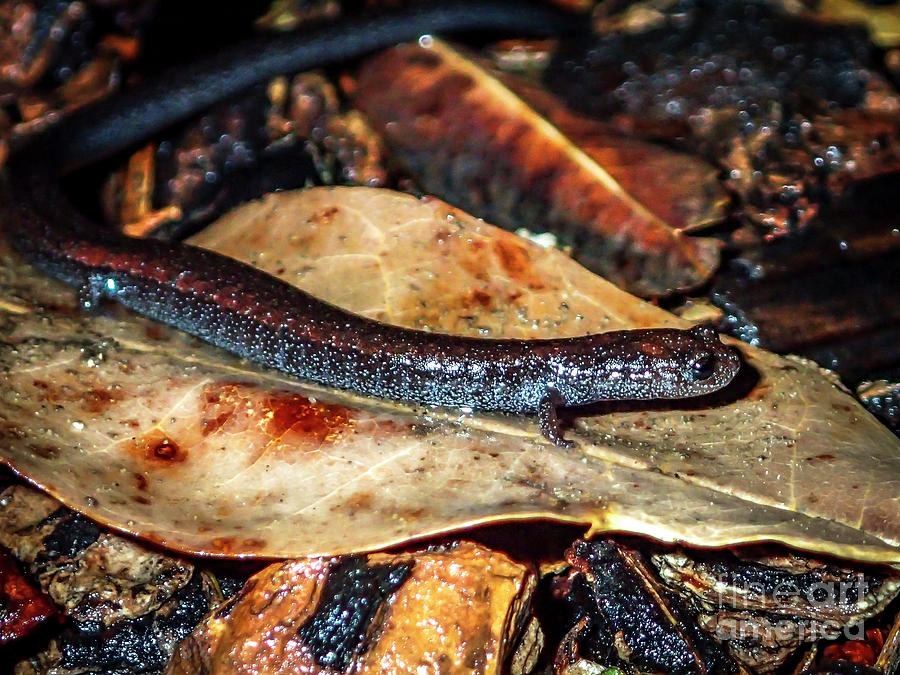 California Lungless Salamander Batrachoseps attenuatus Photograph by Shawn Jeffries