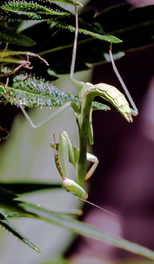 California Mantis Photograph by Lee Repass - Pixels