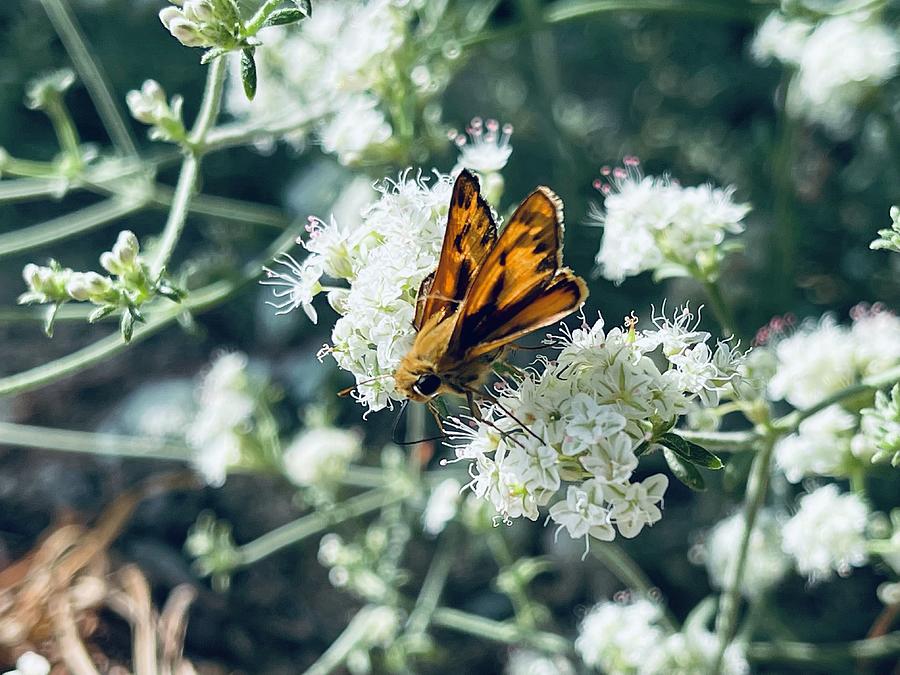 California Moth Photograph By Collin Westphal Pixels   California Moth Collin Westphal 