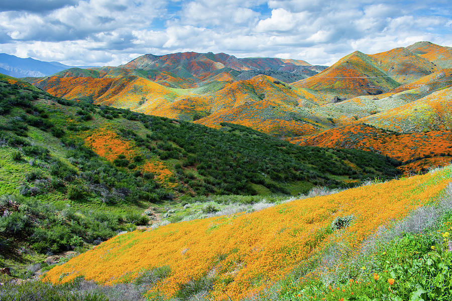 California Mountain Poppies Photograph by Kyle Hanson