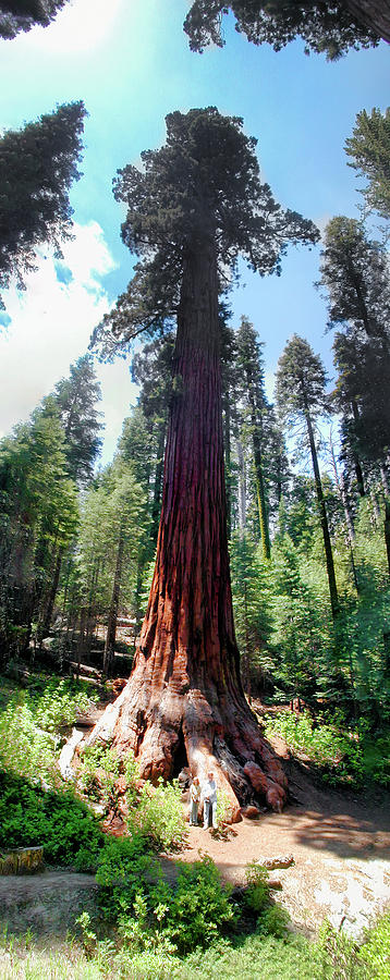 California Mountains Giant Sequoia and People panorama Photograph by Dan Carmichael