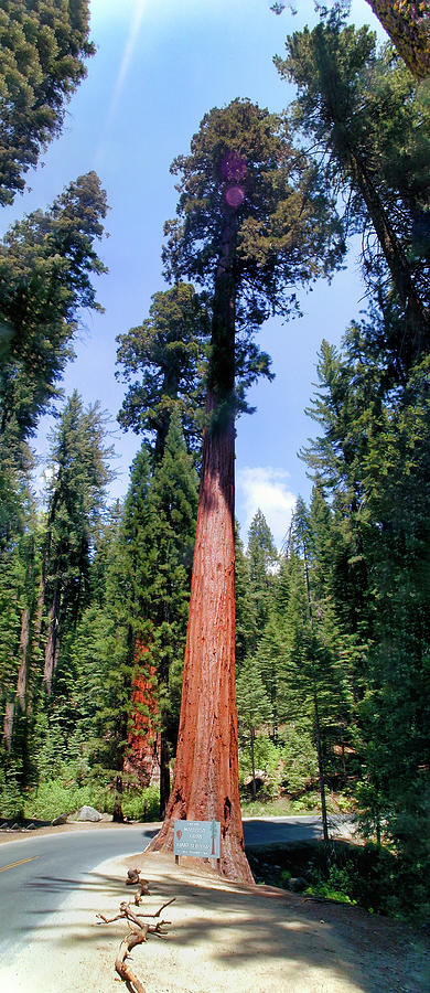 California Mountains Giant Sequoia Mariposa Grove panorama Photograph by Dan Carmichael
