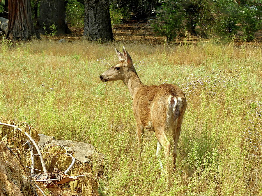 California Mule Deer Photograph by Lyuba Filatova