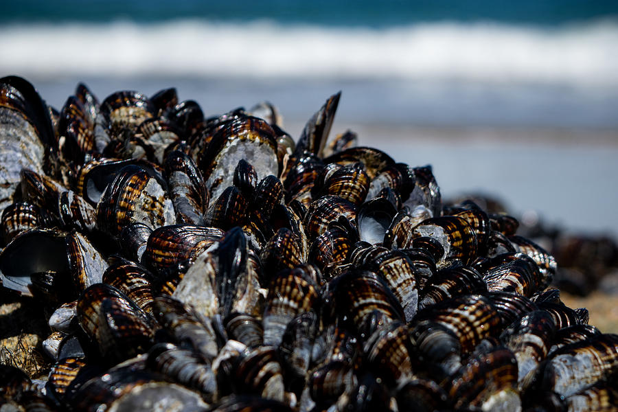 California Mussels Photograph by Bonny Puckett
