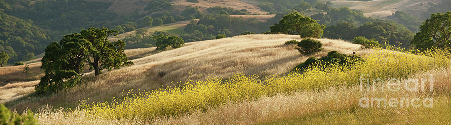 Nature Photograph - California Mustard Panorama by Matt Tilghman