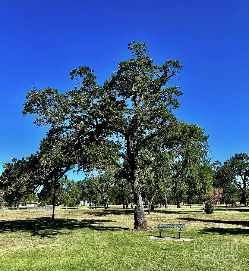 California Oak at Victory Park Stockton California Photograph by Suzanne Lorenz