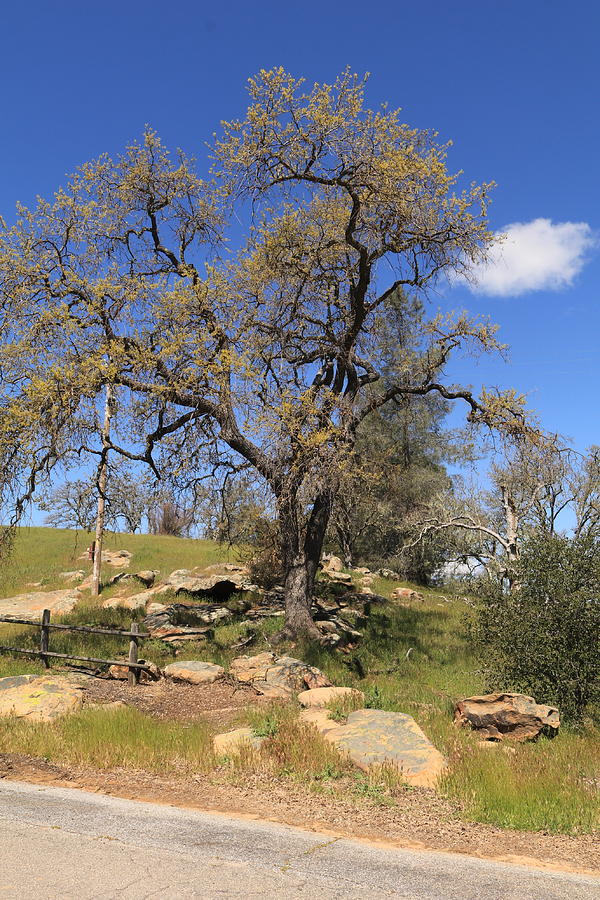 California Oak Photograph by Dr Janine Williams