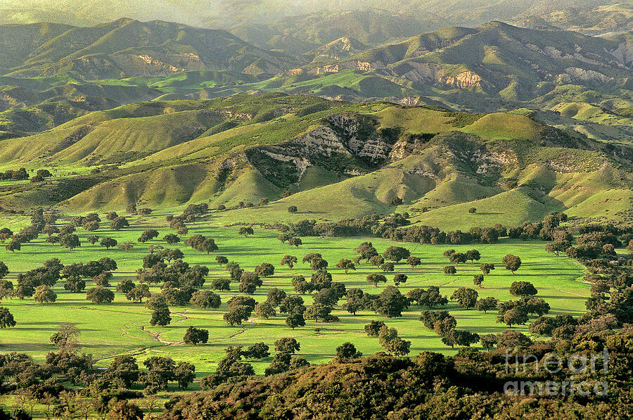 California Oaks In Verdant Green Valley California Photograph by Dave Welling