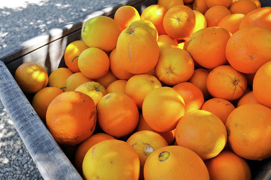 California Oranges Photograph by Kyle Hanson