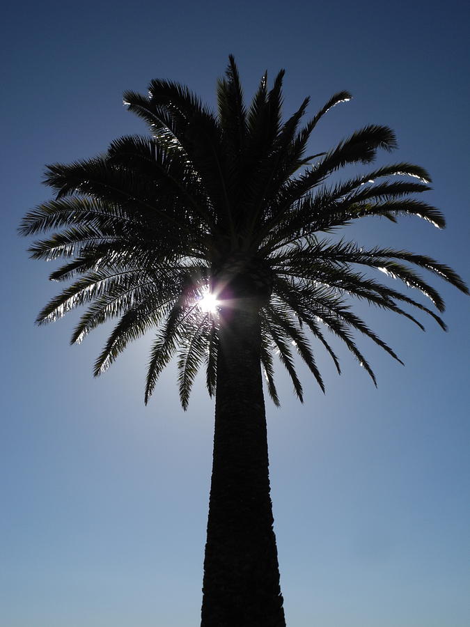 California Palm Photograph by Doug Davidson