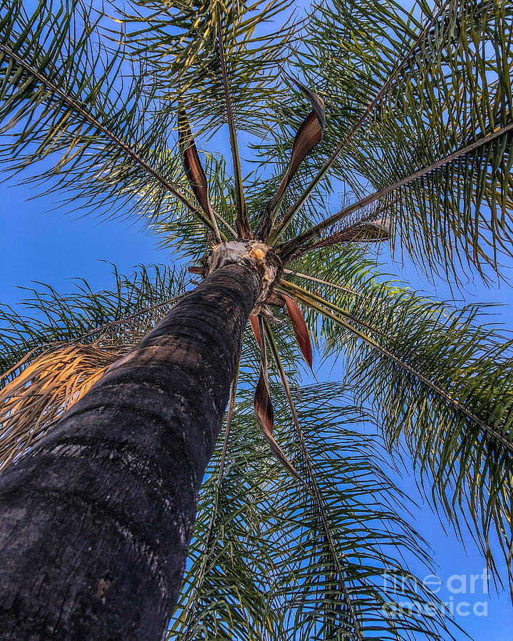 California Palm Tree Photograph by Melissa OGara