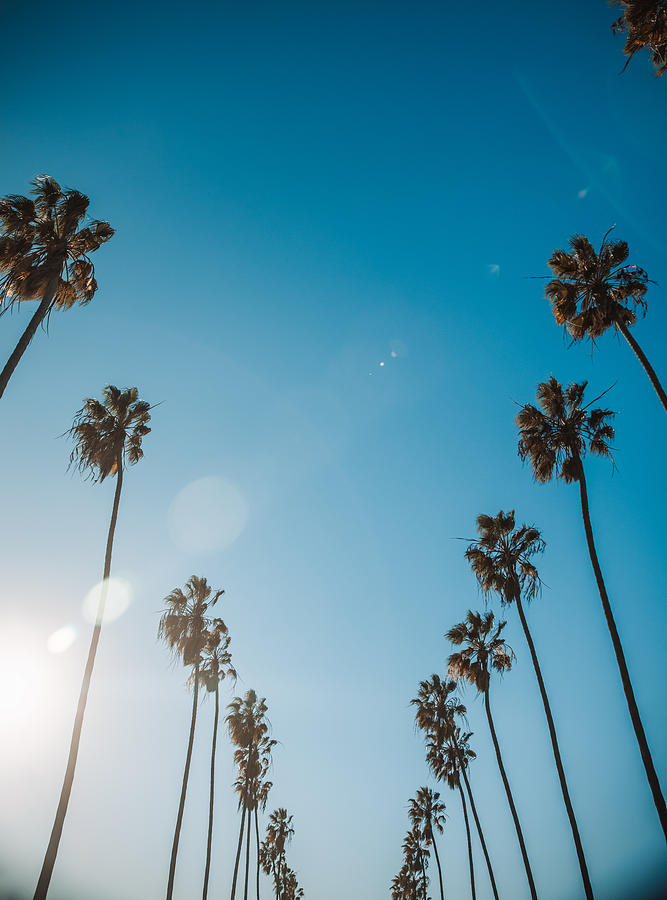 California Palm Trees Photograph by Brandon Colbert Photography