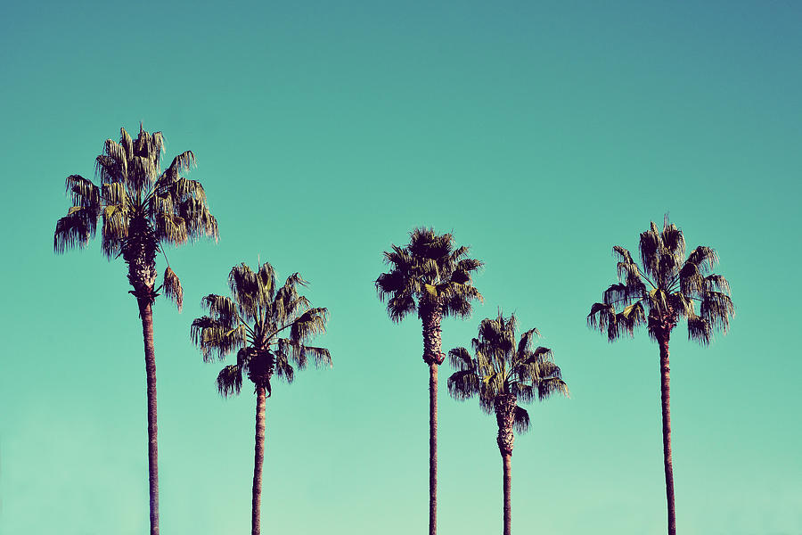 California Palm Trees Photograph by Melanie Lawson - Fine Art America