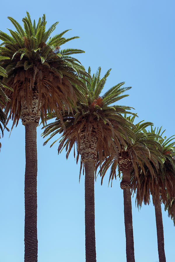 California Palm Trees Photograph by Tina Horne