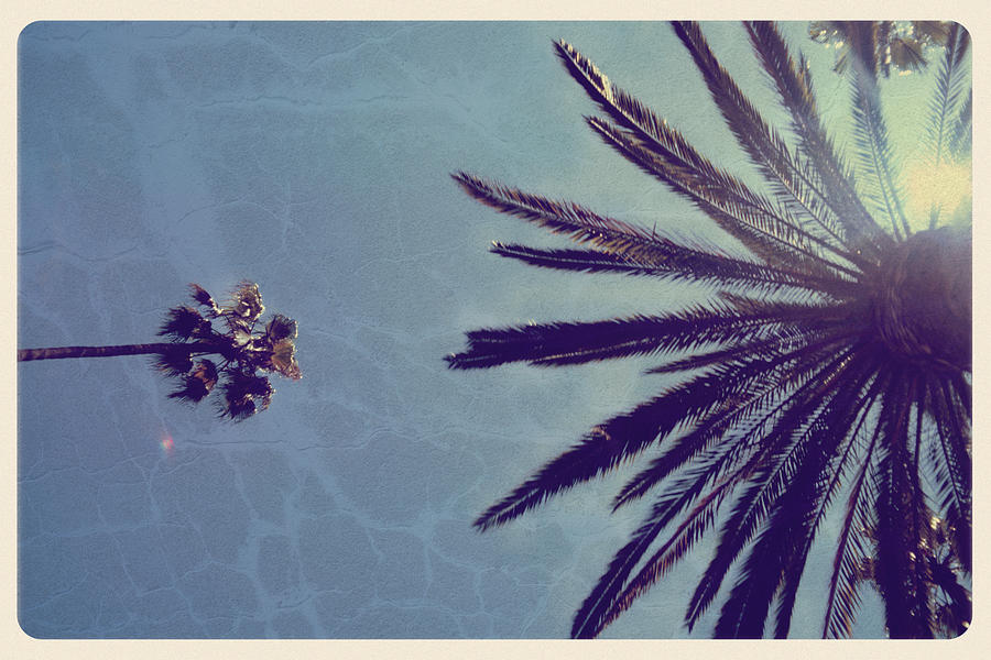 California Palm Trees - Vintage Postcard Photograph by Jitalia17