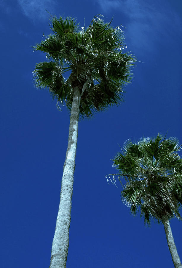 California Palms Photograph by Bob Pardue