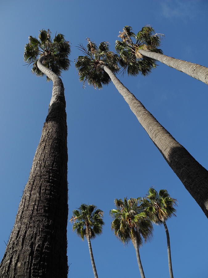 California Palms Photograph by Doug Davidson