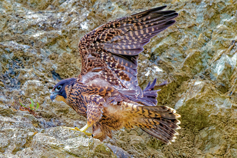 California Peregrine falcon Photograph by Tommy Anderson